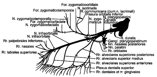 Ветви верхнечелюстного нерва схема. Ветви тройничного нерва схема 3 ветви. Верхнечелюстной нерв (n. maxillaris). Сшивание нерва латынь