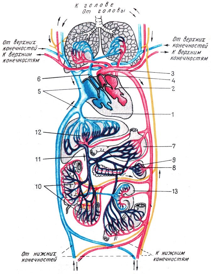 Кровообращения передней. Воротная Вена круг кровообращения. Система большого круга кровообращения артерии. Схема венозной системы большого круга кровообращения. Артерии малого круга кровообращения схема.